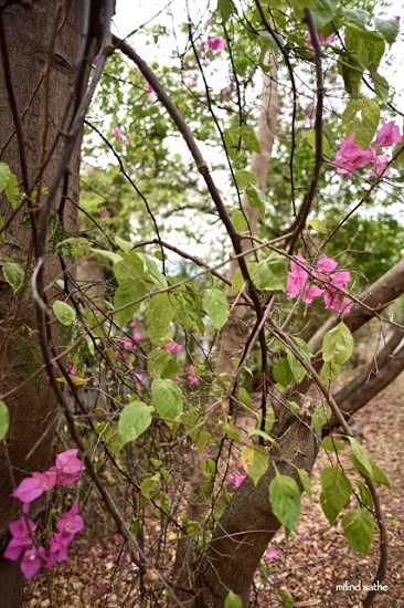 Bougainvillea from the morning walk