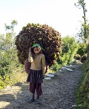 This little girl carries a big load in Kumaon Hills, Uttarakhnad