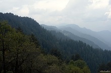 Mountain ranges and forest near Jalori Pass, Himachal