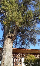 Cypress tree at Kyichu Lhakhang, Paro