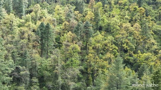 Green at Jigme Singye Wangchuck National Park, Bhutan
