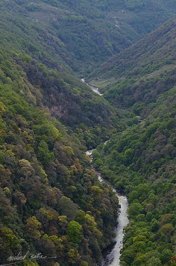 Green in Bhutan