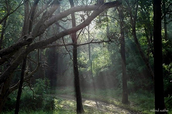 Light through the forest cover at Kanha
