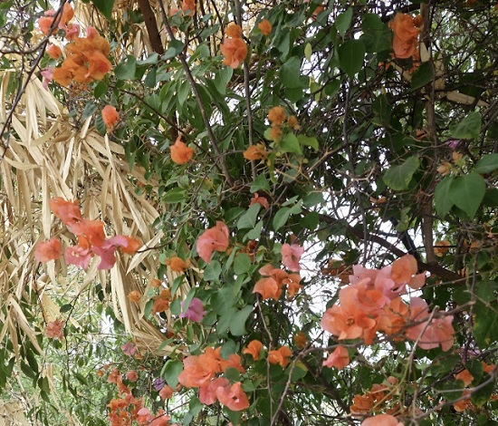 The Bougainvillea Collection - 1