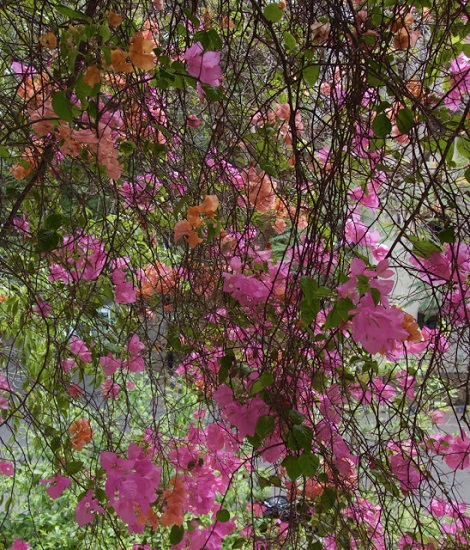 The Bougainvillea Collection