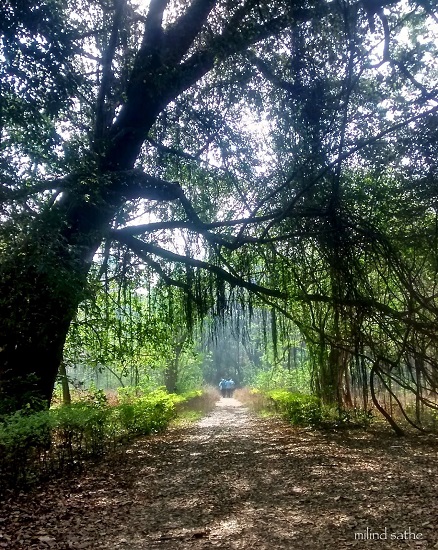 Walks, trees and shadows
