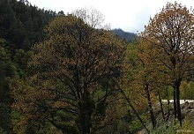 Colours at Jigme Singye Wangchuck National Park, Bhutan