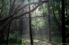Light through the forest cover at Kanha