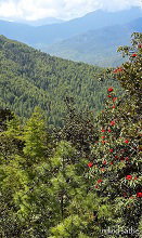 Rhododendron in Pine forest, Taktsang, Bhutan