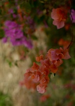 The Bougainvillea Collection - 3