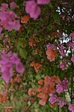 The Bougainvillea Collection - 4