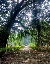 Walks, trees and shadows