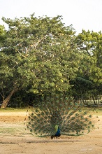 Peacock at Vivekananda Kendra, Kanyakumari