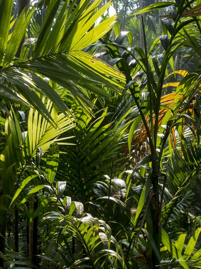 Green at a wadi, Guhagar