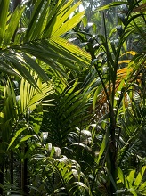 Green at a wadi, Guhagar