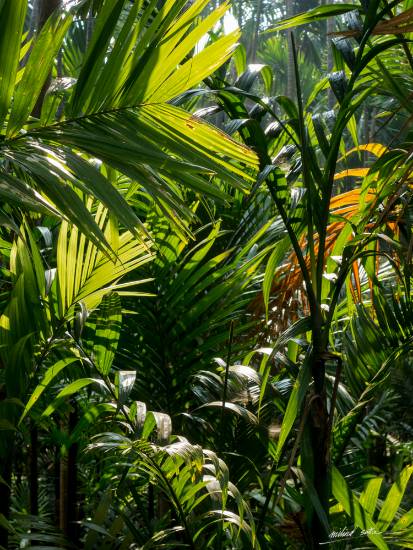 Green at Wadi, Guhagar