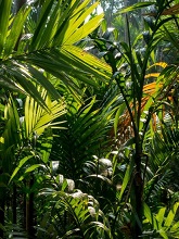 Green at Wadi, Guhagar