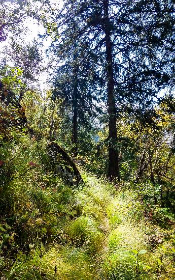 Forest walk