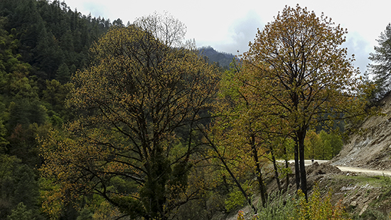 Trees at a bend at JSW National Park, Bhutan