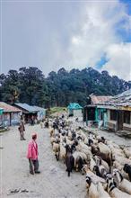 Shepherd at Jalori pass