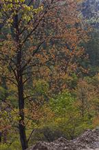 Colourful Tree