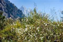 White flowers in the mountains