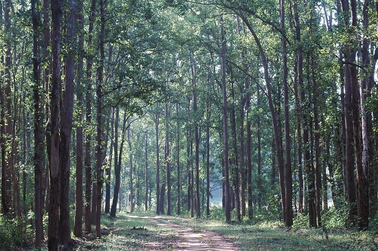 Kanha National Park